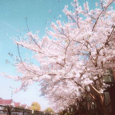 正义红师官方版下载